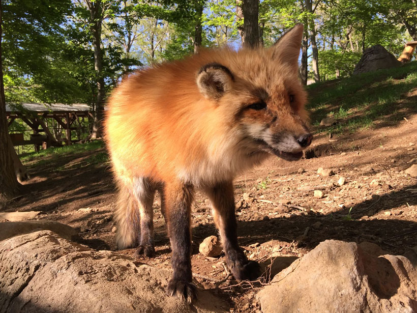 Fox from Fox Village